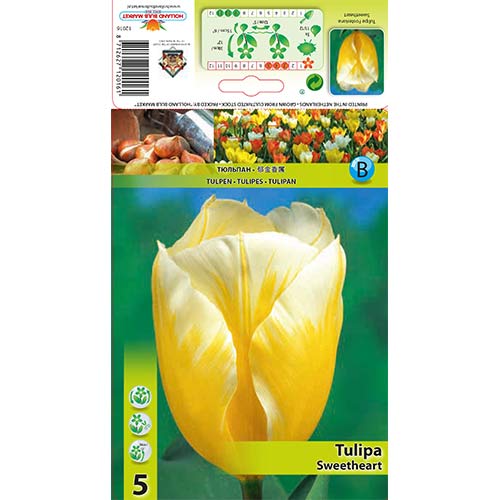 Tulipán Sweetheart artikel fotografia 1 Tulipán Sweetheart obrázok 1 artikel 67830