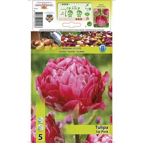 Tulipán Up Pink obrázok 1 artikel 67686