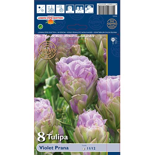 Tulipán Violet Prana artikel fotografia 1 Tulipán Violet Prana obrázok 1 artikel 68119