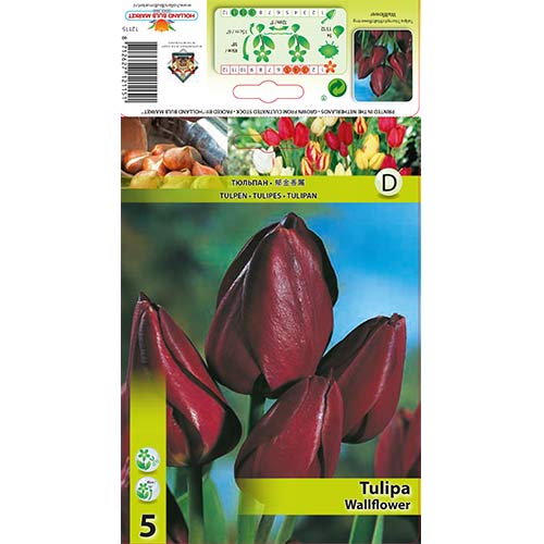 Tulipán Wallflower artikel fotografia 1 Tulipán Wallflower obrázok 1 artikel 67812