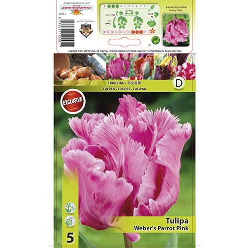 Tulipán Webers Parrot Pink obrázok 1 artikel 67711