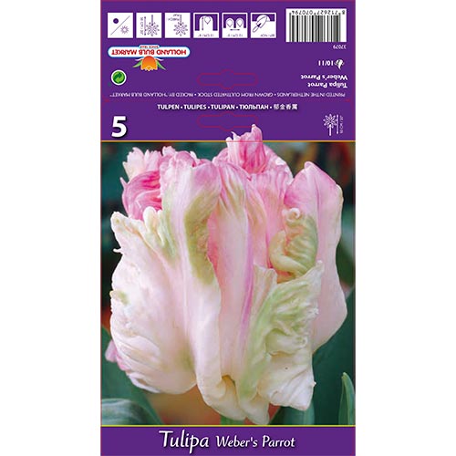 Tulipán Weber's Parrot artikel fotografia 1 Tulipán Weber's Parrot obrázok 1 artikel 67710