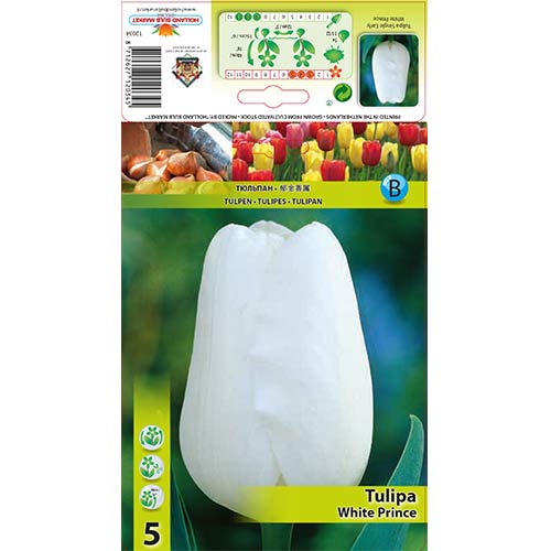 Tulipán White Prince artikel fotografia 1 Tulipán White Prince obrázok 1 artikel 67709