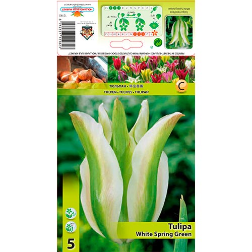 Tulipán White Spring Green artikel fotografia 1 Tulipán White Spring Green obrázok 1 artikel 67850