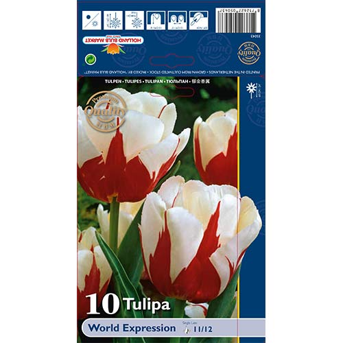 Tulipán World Expression artikel fotografia 1 Tulipán World Expression obrázok 1 artikel 68031