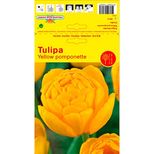 Tulipán Yellow Pomponette artikel fotografia 1 Tulipán Yellow Pomponette obrázok 1 artikel 67733