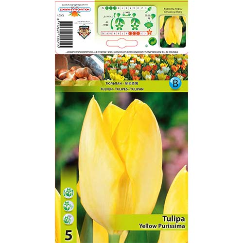Tulipán Yellow Purissima obrázok 1 artikel 67734