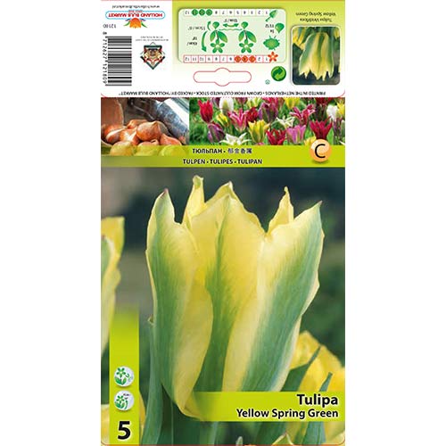 Tulipán Yellow Spring Green obrázok 1 artikel 67735