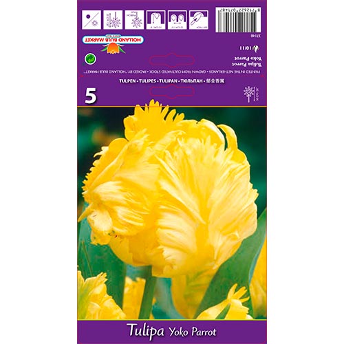 Tulipán Yoko Parrot artikel fotografia 1 Tulipán Yoko Parrot obrázok 1 artikel 67736