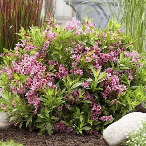 Vajgela Cappucino ® PBR, C3 obrázok 1 artikel 8588