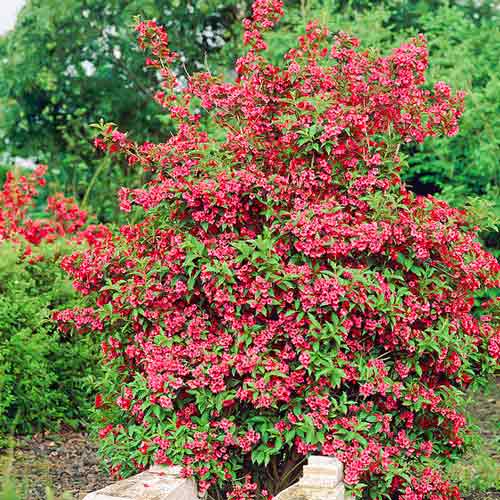 Vajgela Red Prince, С2 artikel fotografia 1 Vajgela Red Prince, С2 obrázok 1 artikel 8237