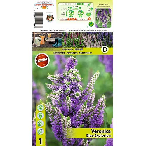 Veronica Blue Explosion obrázok 1 artikel 70453