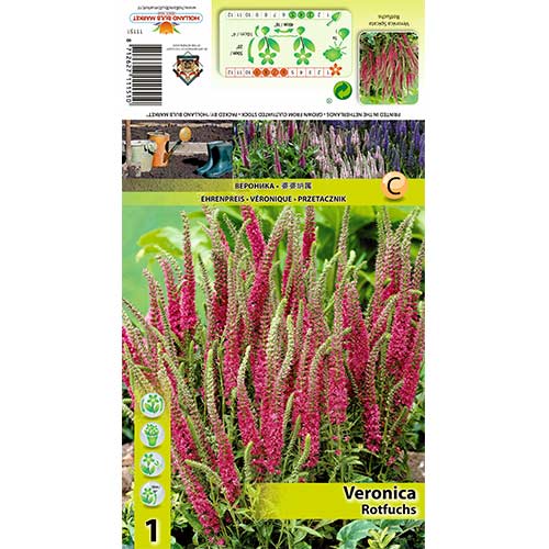 Veronica Rotfuchs obrázok 1 artikel 70455