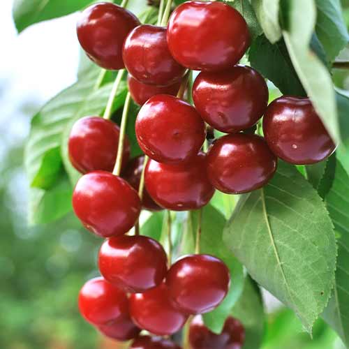 Višňa (columnar) Achat obrázok 1 artikel 2024