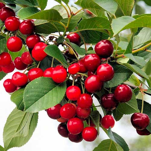 Višňa Florinas, С2 obrázok 1 artikel 1627