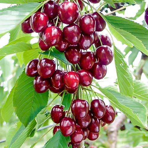 Višňio-čerešňa stĺpovitá Caroline, С2 obrázok 1 artikel 1971