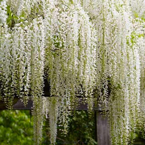 Vistéria Alba obrázok 1 artikel 5629