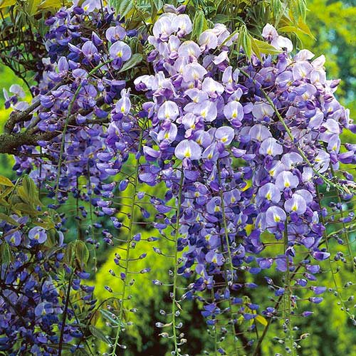 Vistéria Longwood Purple, С2 obrázok 1 artikel 8239