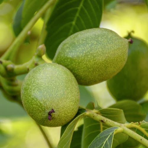 Vlašský ořech Franquette, C2 obrázok 1 artikel 9686