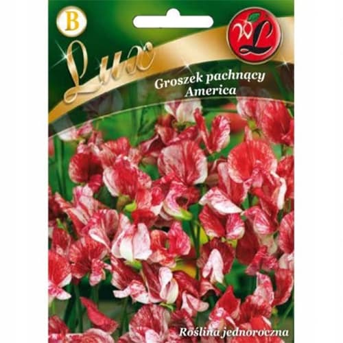 Voňavý hrášok America obrázok 1 artikel 86746