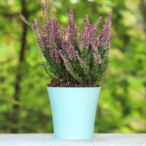 Vresovec Amethyst obrázok 1 artikel 5425