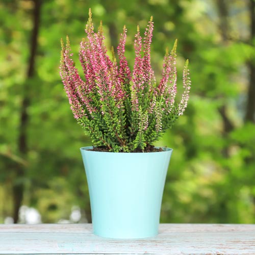 Vresovec Athene obrázok 1 artikel 5424