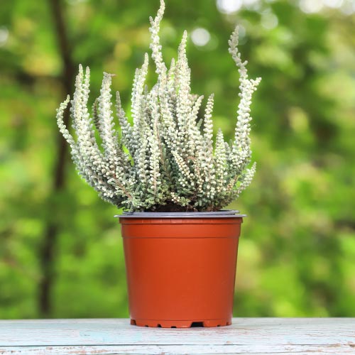 Vresovec Betty obrázok 1 artikel 5432