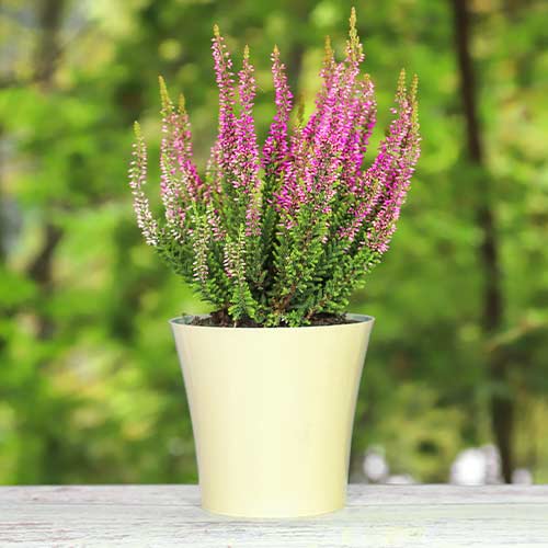 Vresovec Dunja obrázok 1 artikel 5437