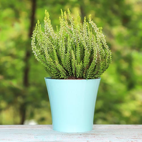 Vresovec Elisa obrázok 1 artikel 5438