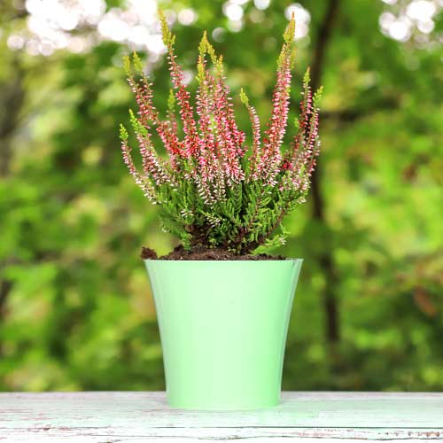 Vresovec Franca obrázok 1 artikel 5439