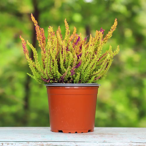 Vresovec Golden Angie obrázok 1 artikel 5426