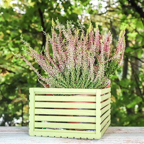 Vresovec Lena obrázok 1 artikel 5434