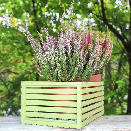 Vresovec Lilli obrázok 1 artikel 5435