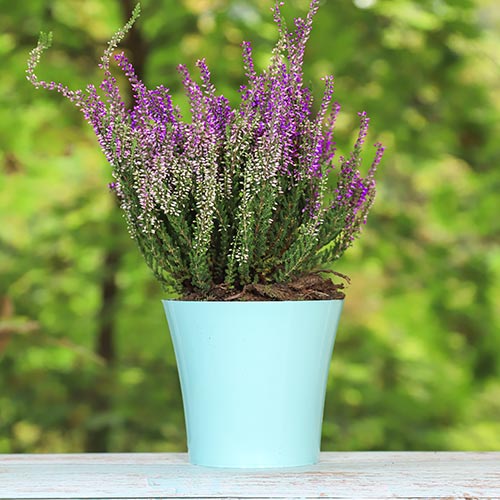 Vresovec Lisabeth obrázok 1 artikel 5423