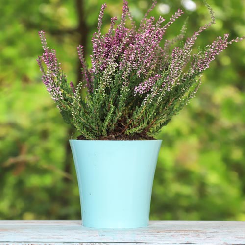 Vresovec Pink Bettina obrázok 1 artikel 5433