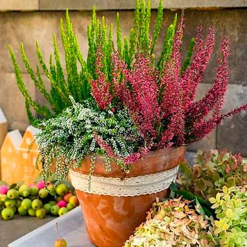 Vresovec Trio Girls Athene/Elisa/Amethyst obrázok 1 artikel 5896