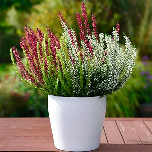 Vresovec Trio Girls Athene/Hilda/Helena obrázok 1 artikel 5428