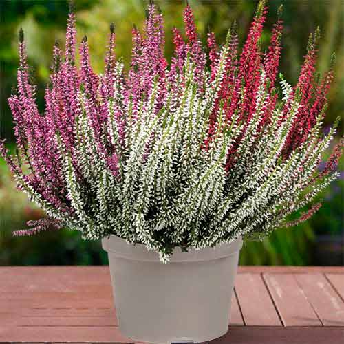 Vresovec Trio Girls Athene/Hilda/Zelda obrázok 1 artikel 5427