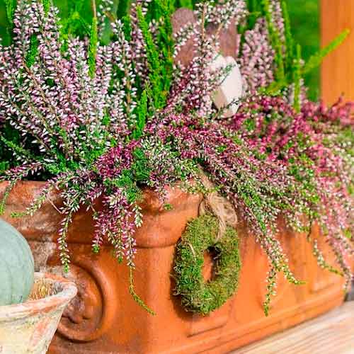 Vresovec Trio Girls Hilda/Elisa/Amethyst obrázok 1 artikel 5897