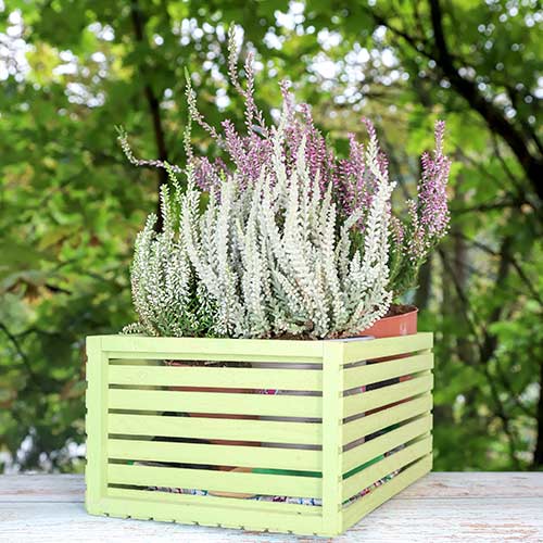 Vresovec Trio Girls Zelia/Zilly/Zelda obrázok 1 artikel 5430