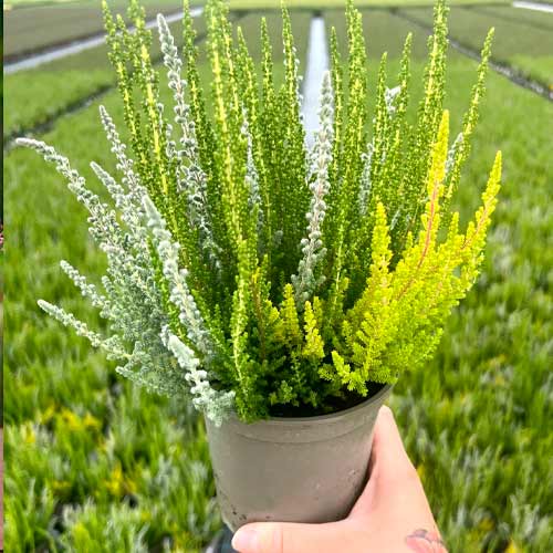 Vresovec Trio Girls Zelia/Zilly/Zoe obrázok 1 artikel 5429