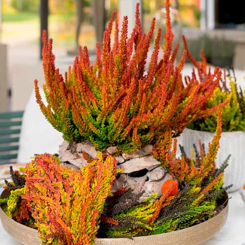 Vresovec Twins Franca Helena obrázok 1 artikel 5898