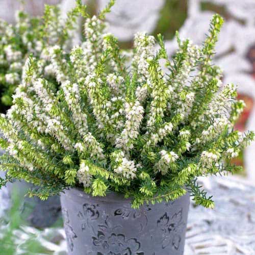 Vresovec White Perfection obrázok 1 artikel 76691