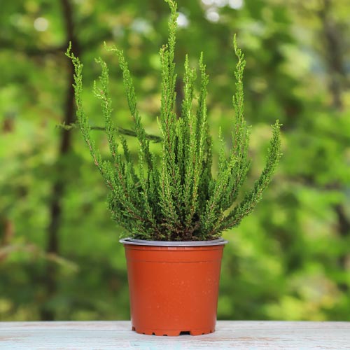 Vresovec Zelda obrázok 1 artikel 5440