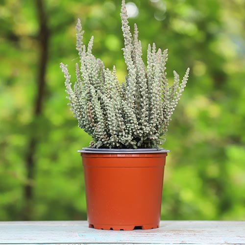 Vresovec Zilly obrázok 1 artikel 5441