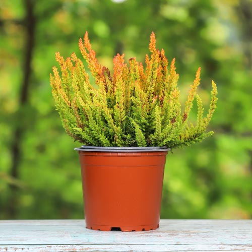 Vresovec Zoe obrázok 1 artikel 5442