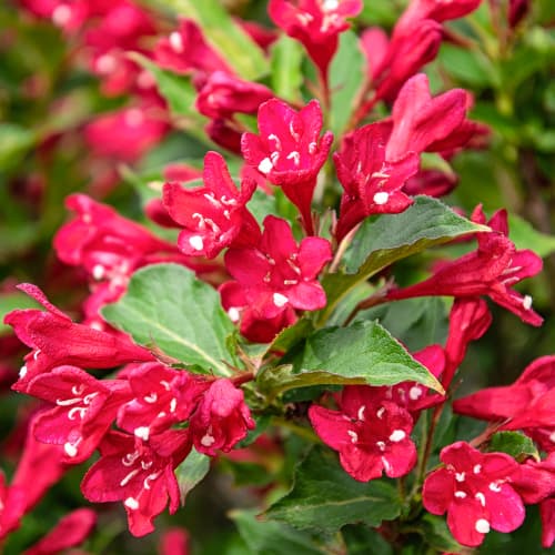 Weigela All Summer Red, С2 obrázok 1 artikel 8270