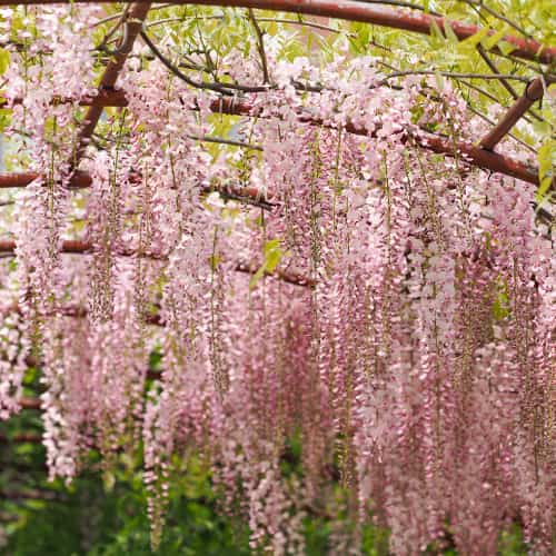 Wisteria floribunda Kuchi-beni, С2 obrázok 1 artikel 8274