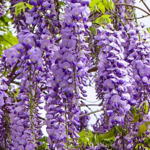 Wisteria floribunda Royal Purple, С2 obrázok 1 artikel 8276