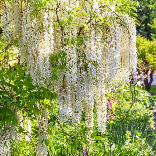Wisteria floribunda Shiro-noda, С2 obrázok 1 artikel 8277